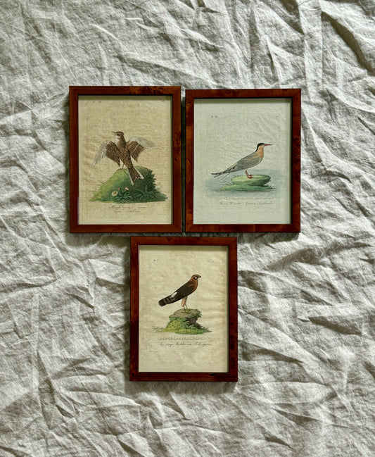 Trio of Bird Engravings by Vogel, Circa 1800