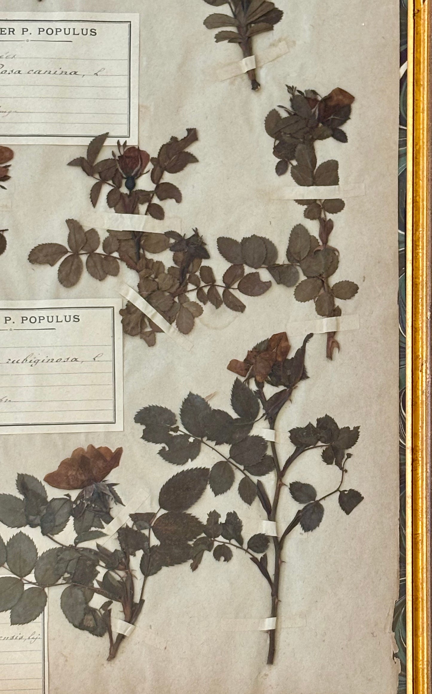 19th Century French Herbarium Plate of Roses