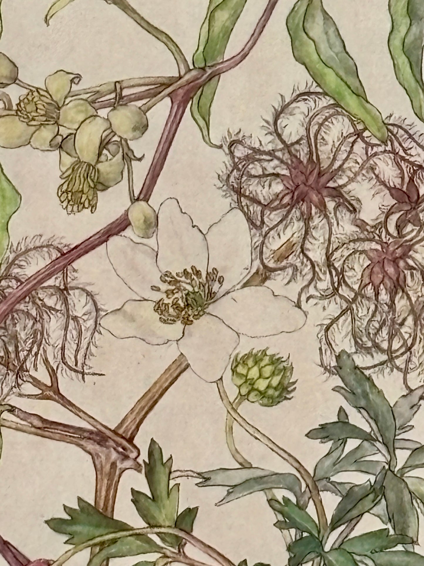Framed Plate from Isabel Adams’ Wild Flowers of the British Isles’