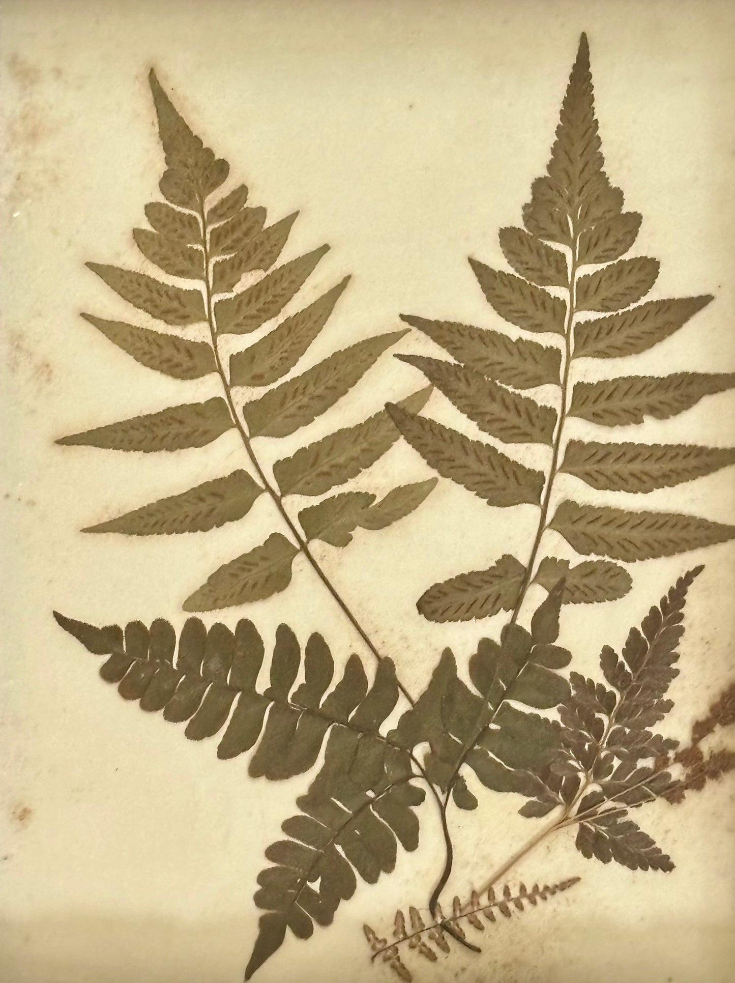 Framed Quartet of Victorian Pressed Ferns from "Ferns of Jamaica"