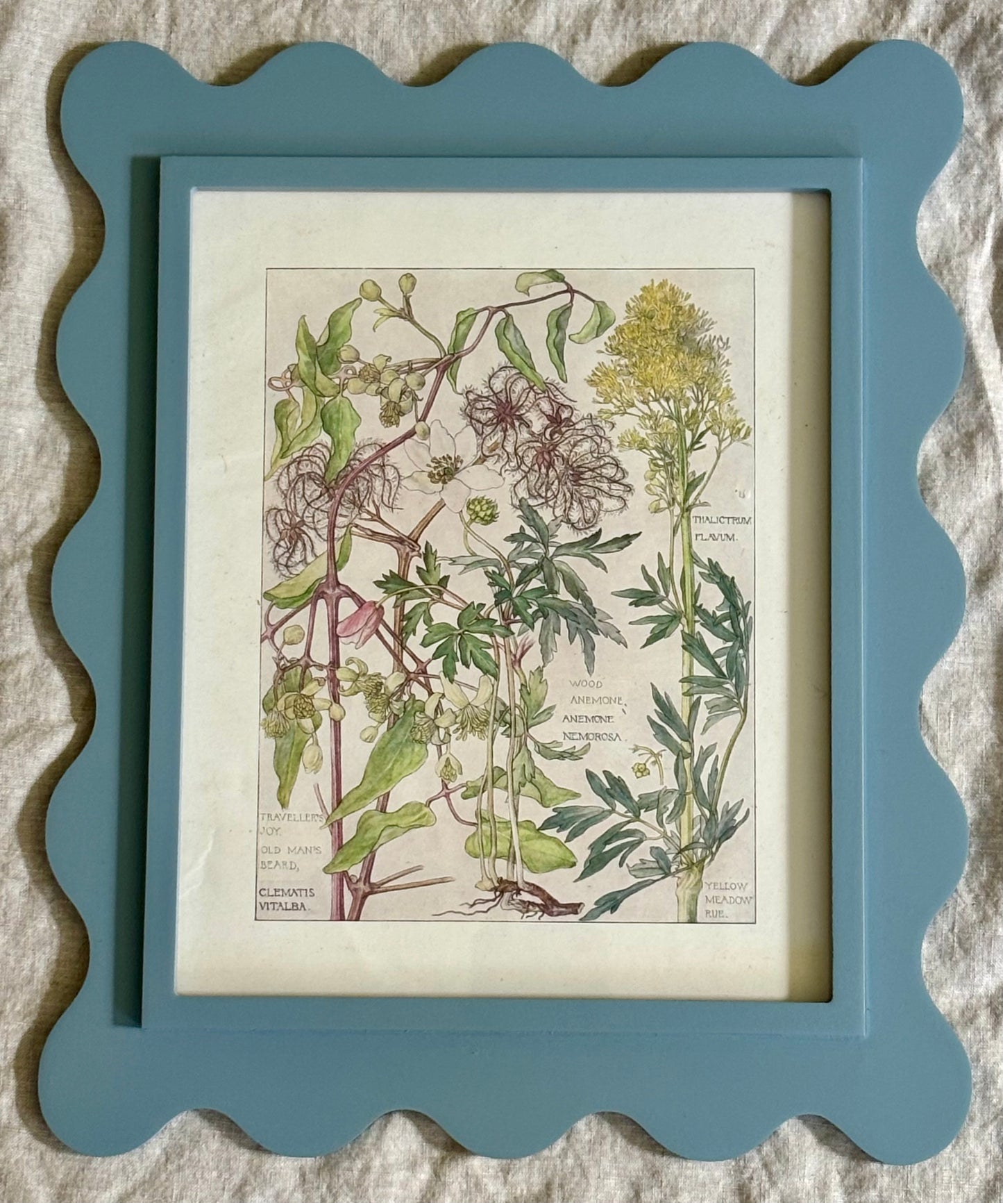 Framed Plate from Isabel Adams’ Wild Flowers of the British Isles’