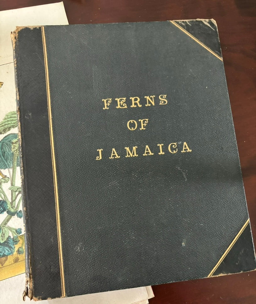 Framed Quartet of Victorian Pressed Ferns from "Ferns of Jamaica"