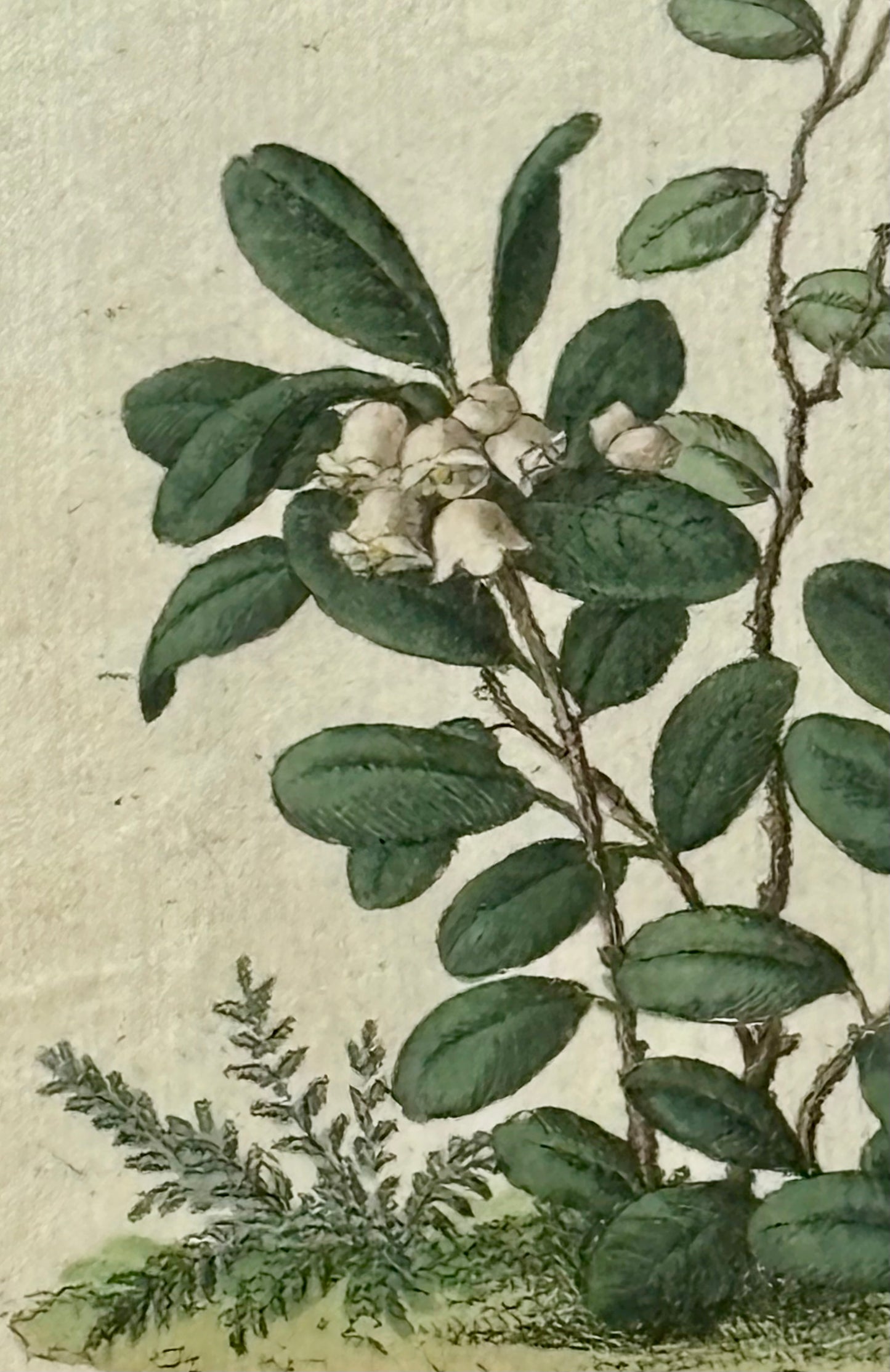 Circa 1800 Hand Colored Engraving of a Lingonberry or Vaccinium Vitis idaea