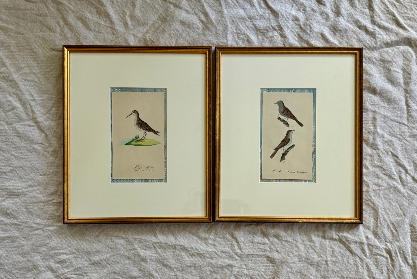 A Pair of Early 19th Century Naturalist Watercolors of Birds