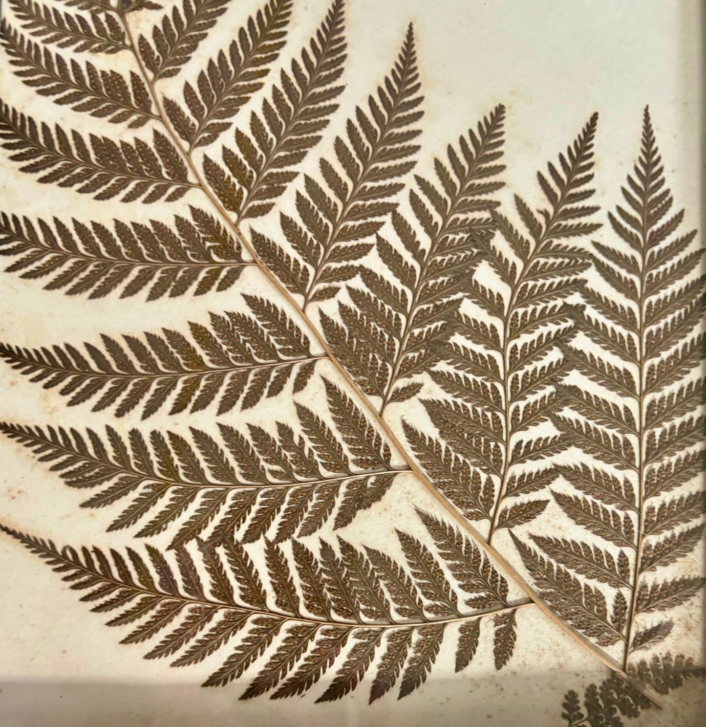 Victorian Pressed Fern in a Vintage Birch Bark Adirondack Style Frame