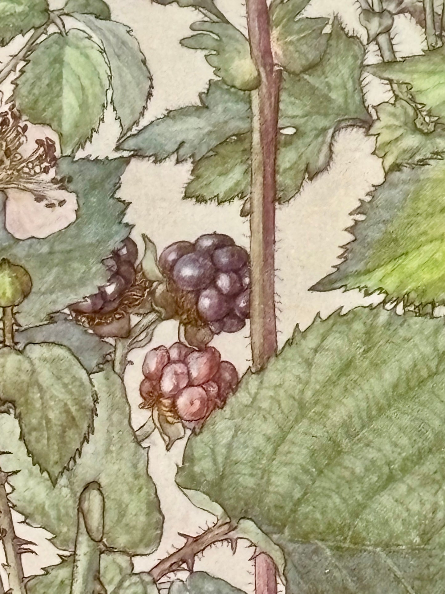 Framed Plate from Isabel Adams’ ‘Wild Flowers of the British Isles’