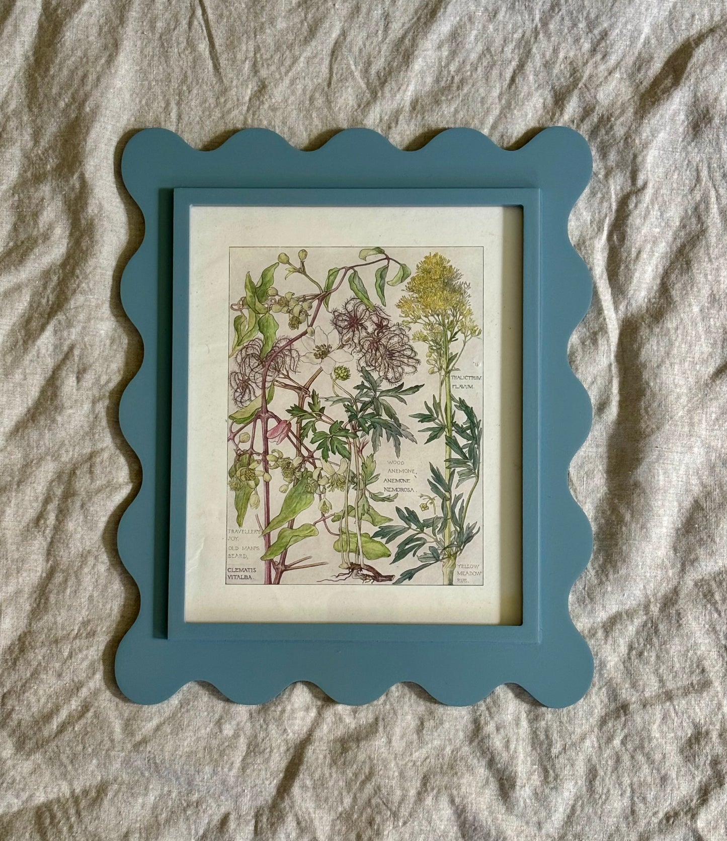 Framed Plate from Isabel Adams’ Wild Flowers of the British Isles’