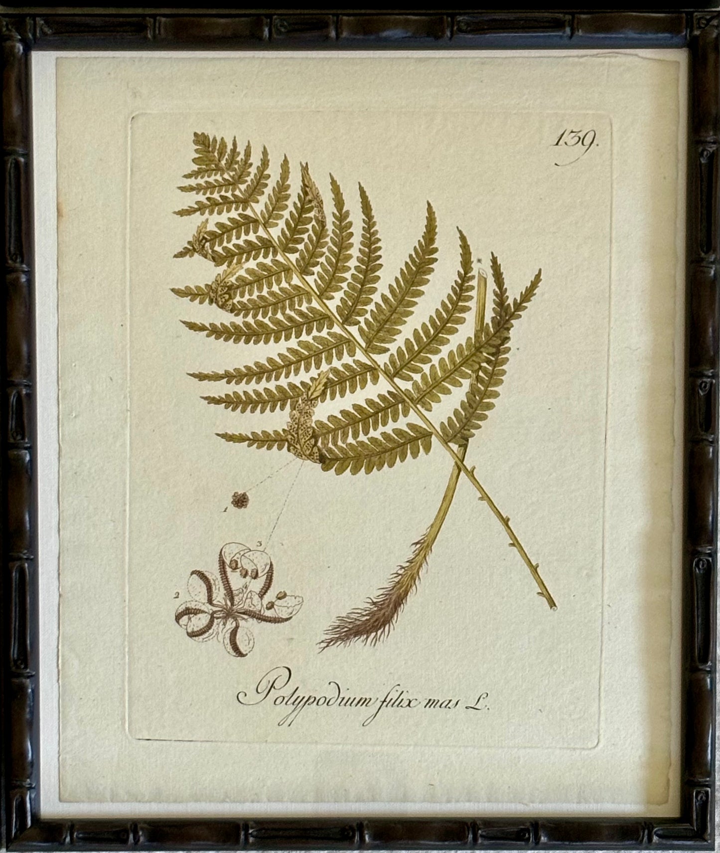 Six Botanical Engraving by Johann Simon von Kerner, 1788