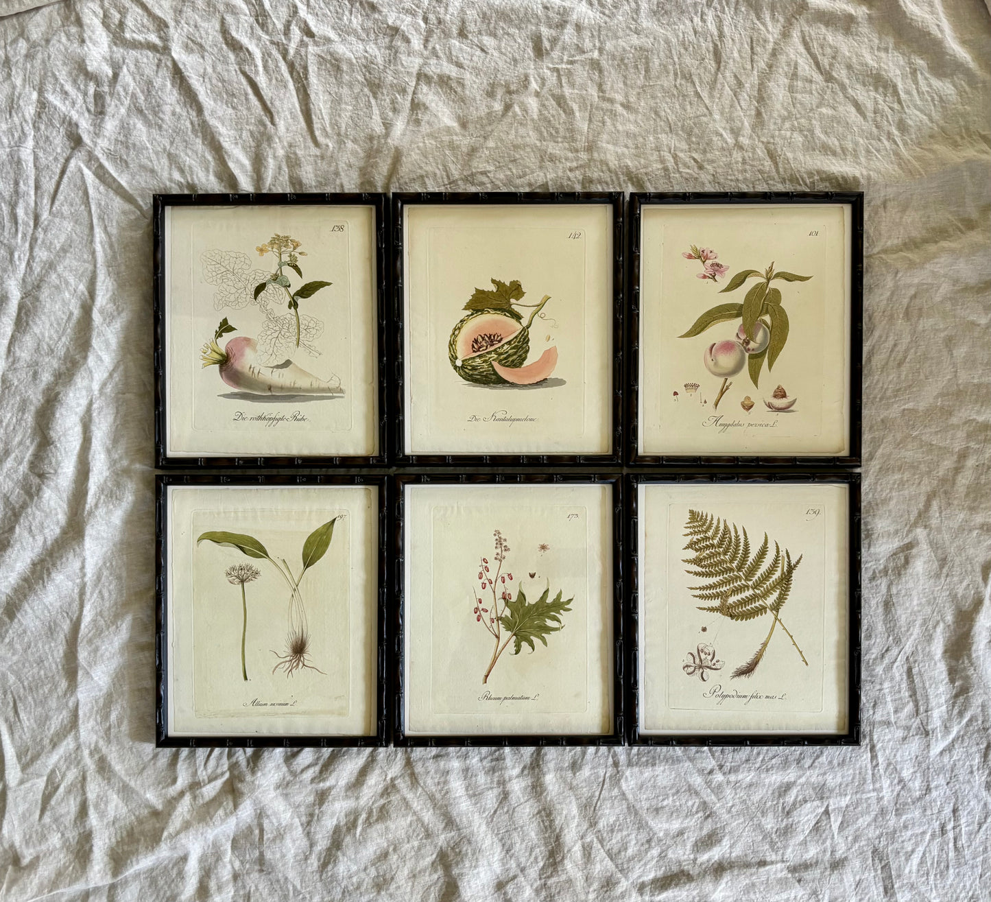 Six Botanical Engraving by Johann Simon von Kerner, 1788