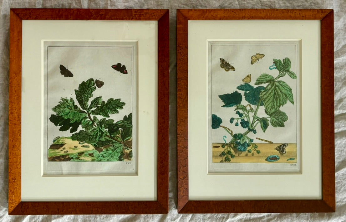 Pair of Hand Colored Engravings of Moths and Flora by L'Admiral, 1740