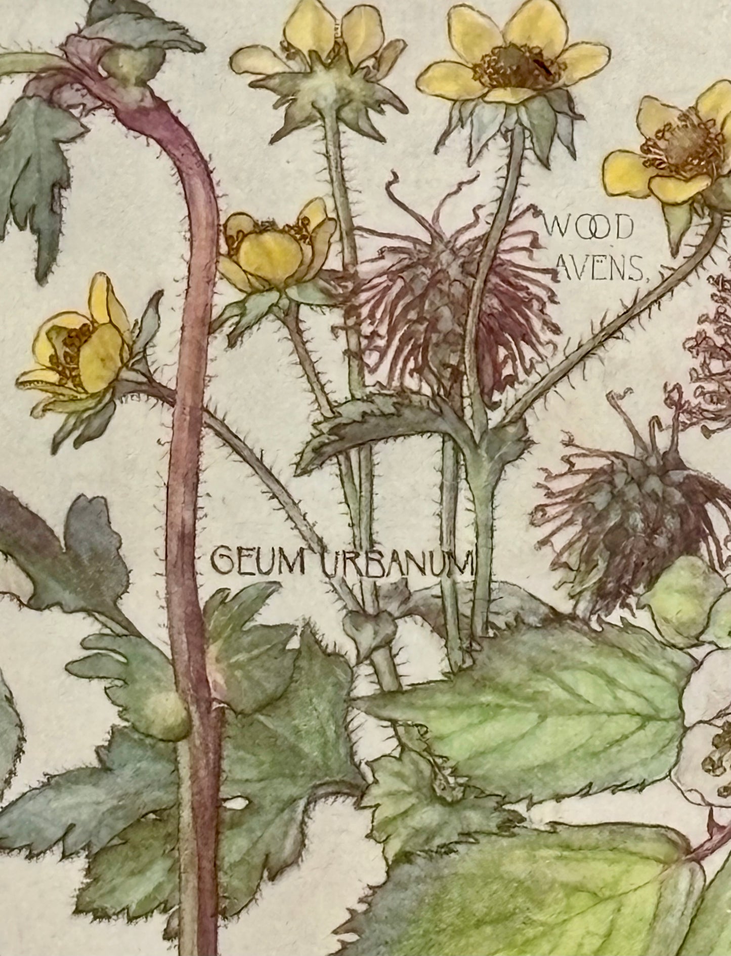 Framed Plate from Isabel Adams’ ‘Wild Flowers of the British Isles’
