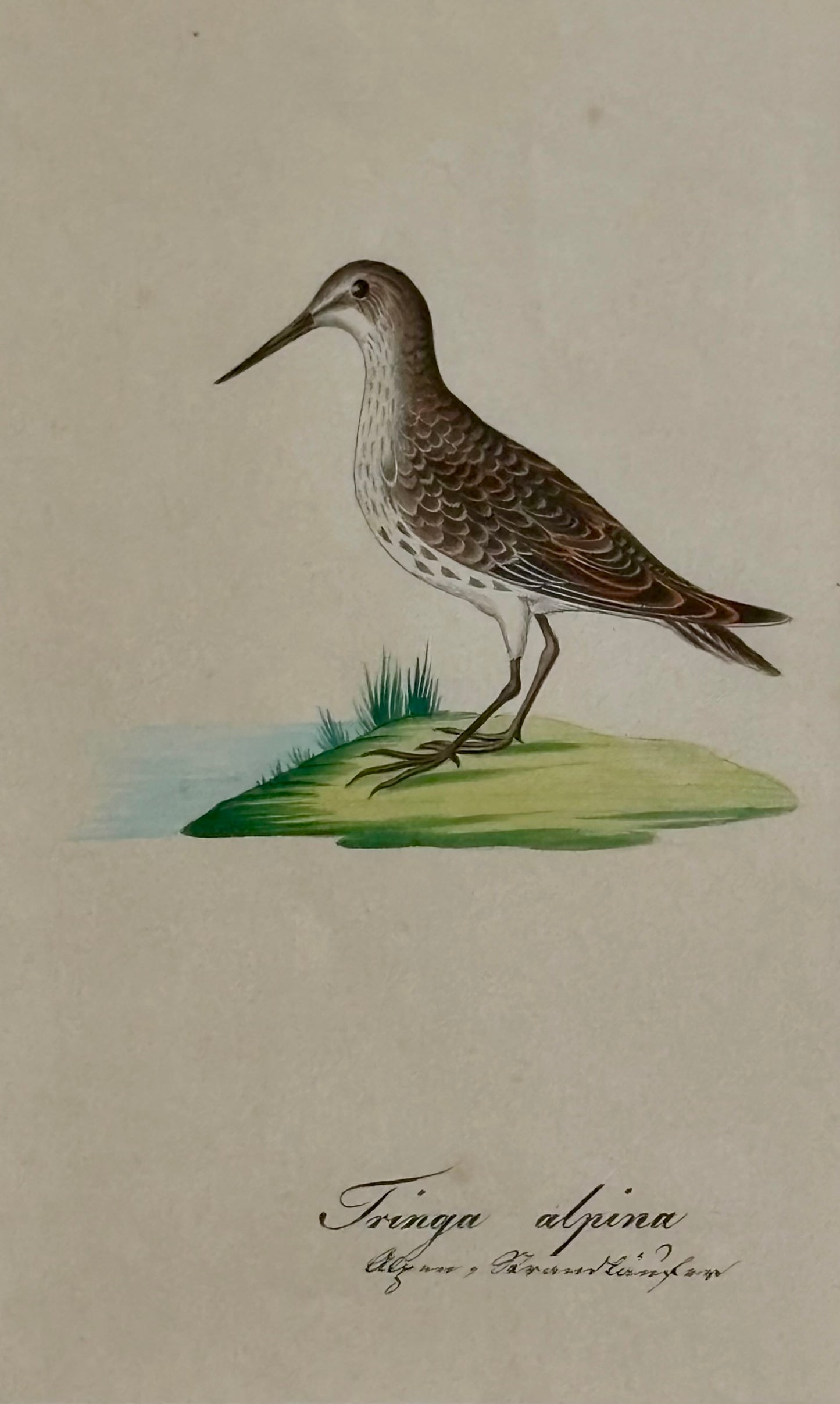 A Pair of Early 19th Century Naturalist Watercolors of Birds