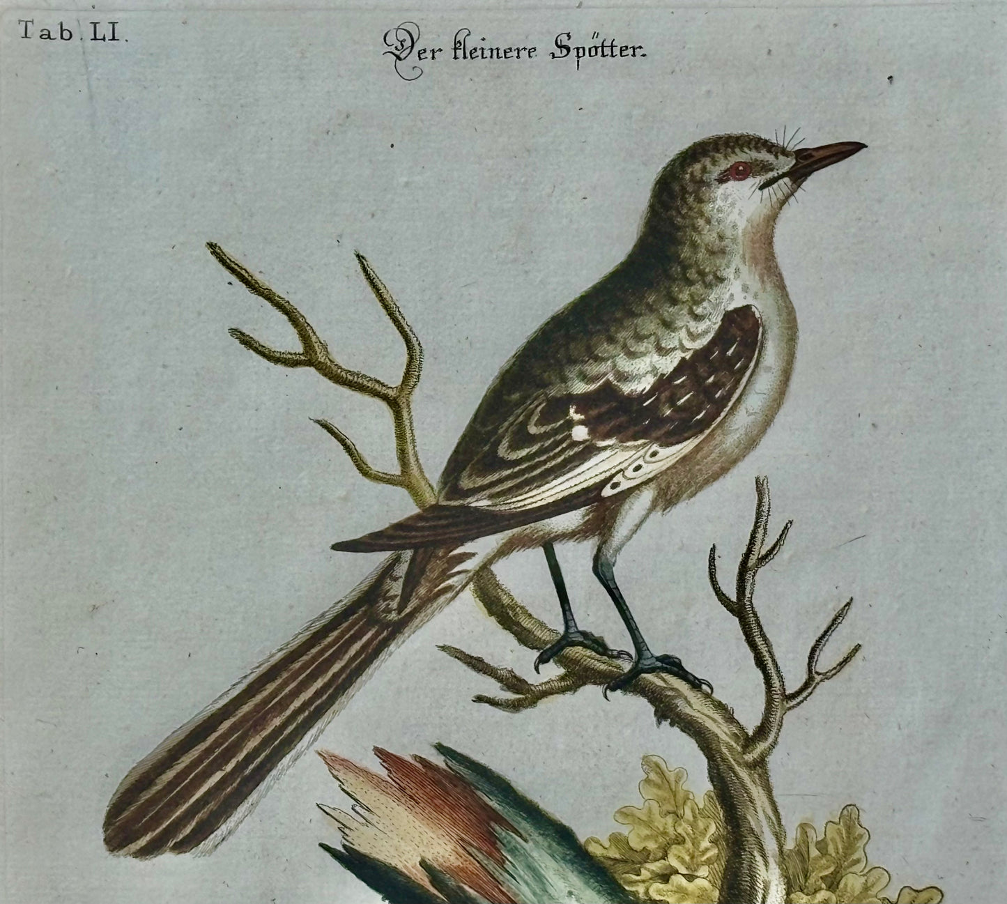 1768 Engraving of a Johann Seligmann of a Mockingbird