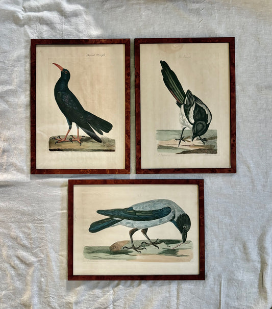 Trio of 18th century Irish Crow Engravings by Peter Mazell