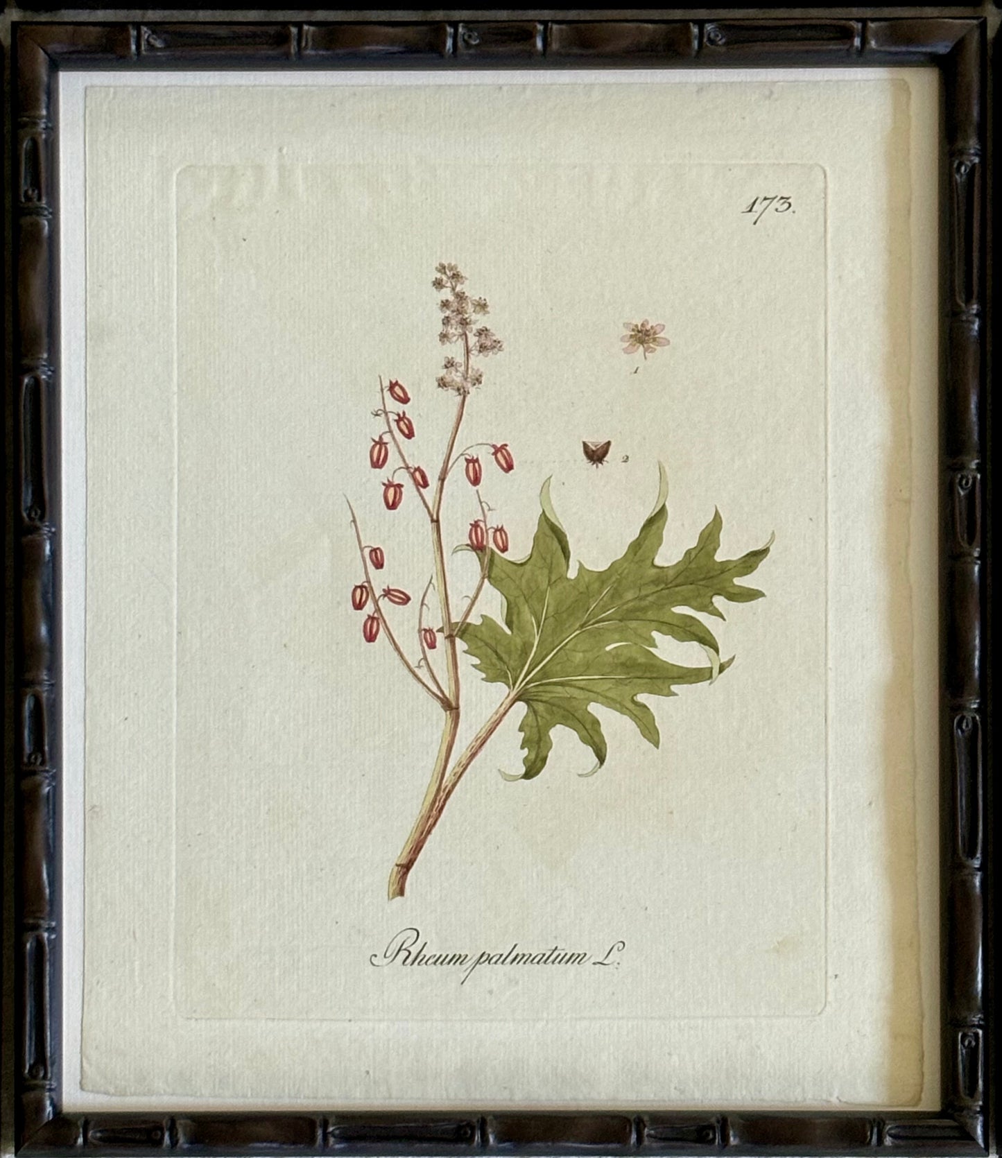 Six Botanical Engraving by Johann Simon von Kerner, 1788