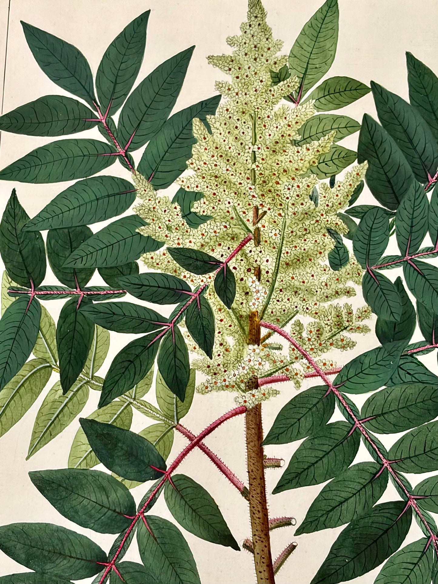 Early 19th Century Botanical Watercolor for Hortus Botanicus