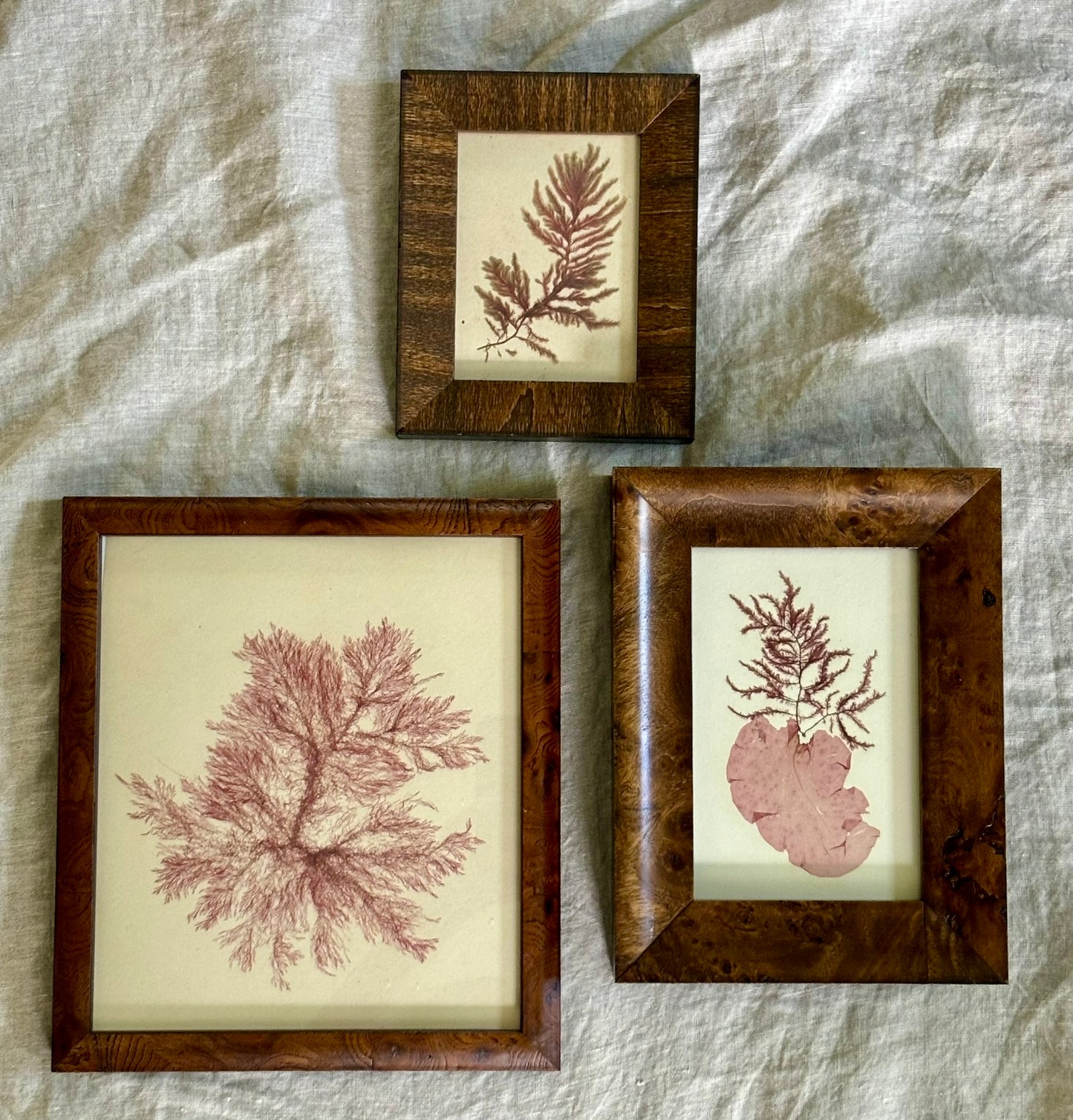 Trio of Victorian Pressed Seaweed in Vintage Frames