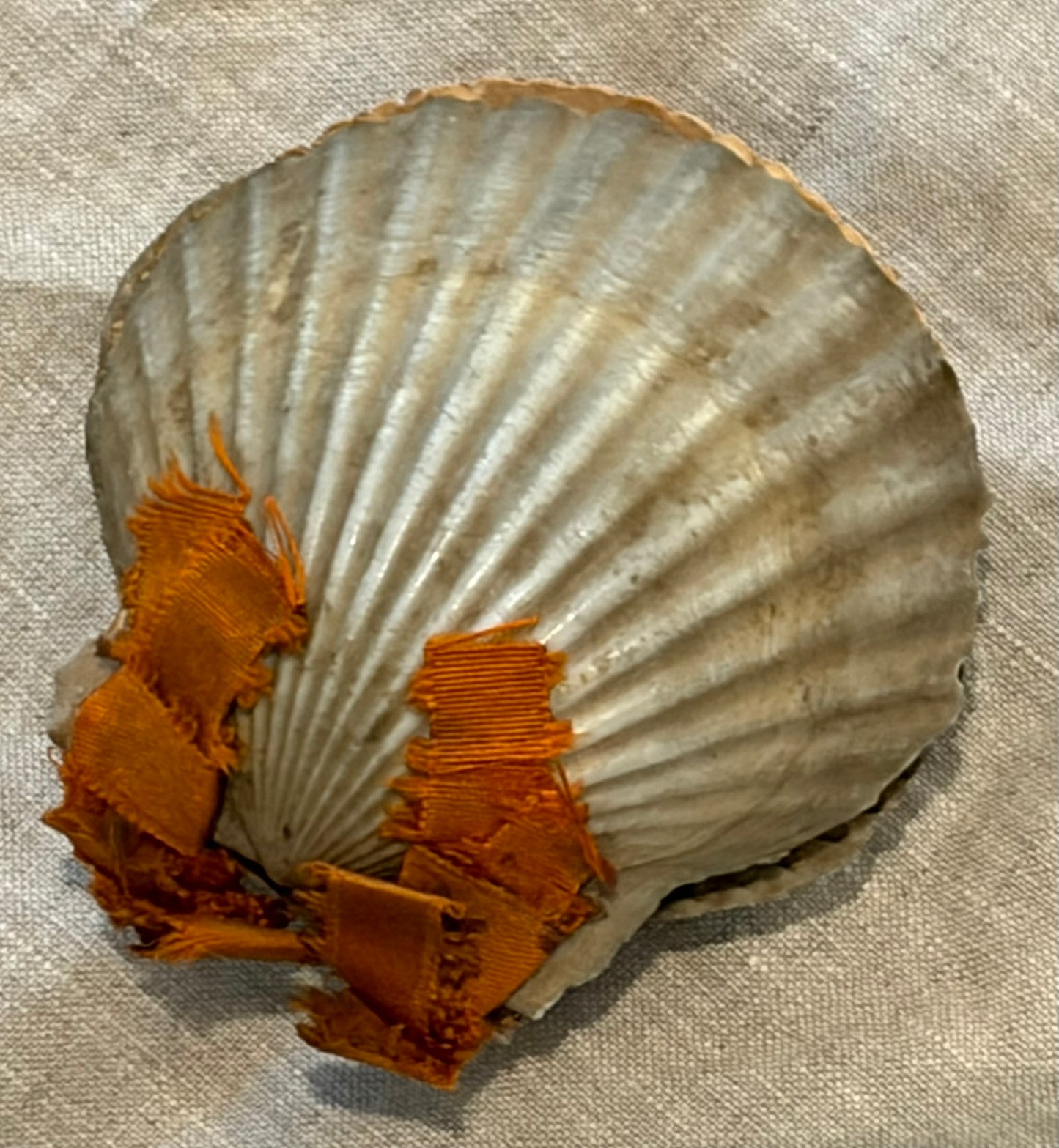 19th Century Pressed Seaweed Album in a Scallop Shell Binding
