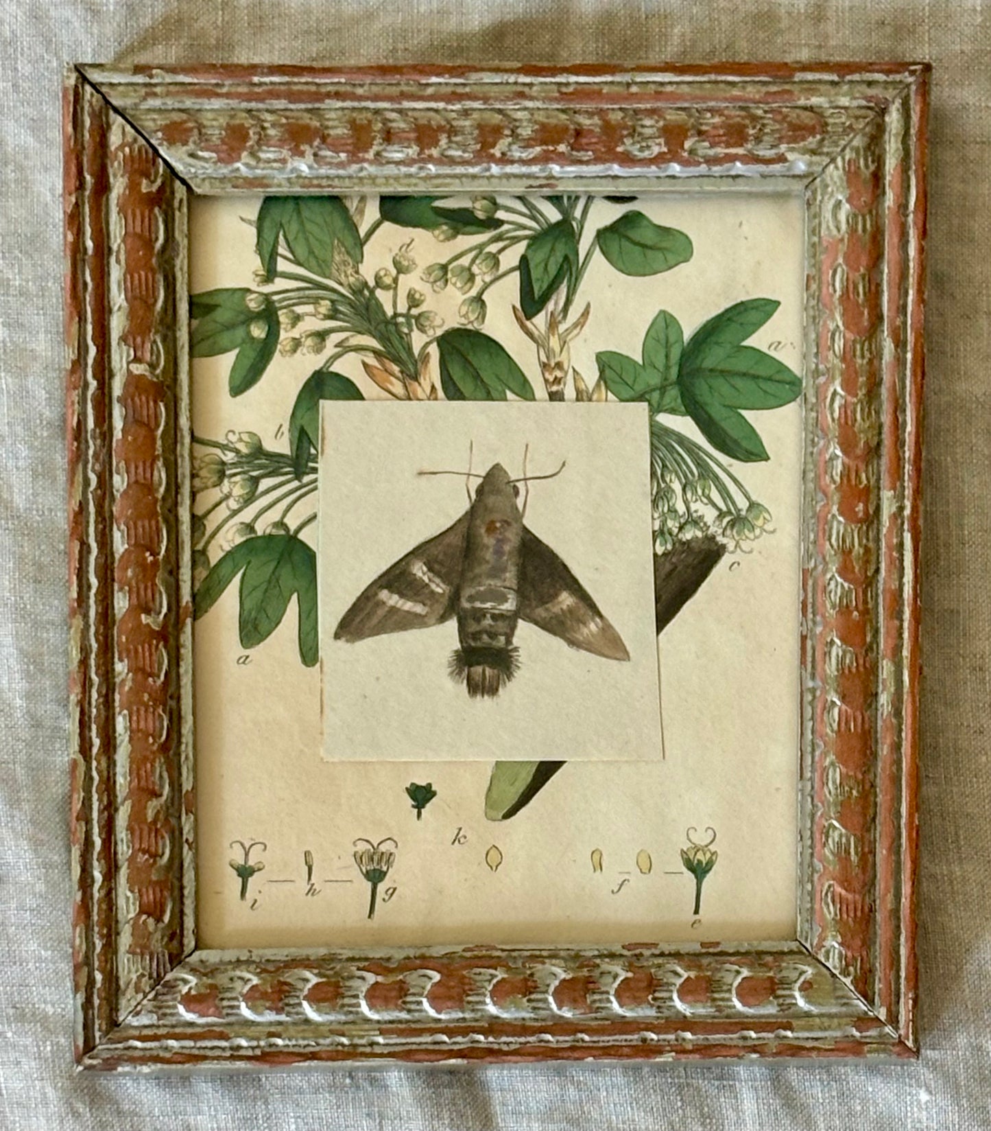 Small Early 19th Century Watercolor of a Moth Mounted on a Sowerby Engraving