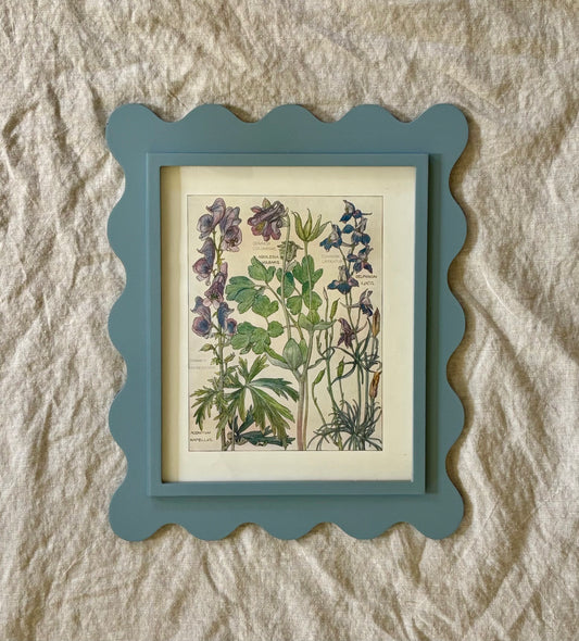 Framed Plate from Isabel Adams’ ‘Wild Flowers of the British Isles’