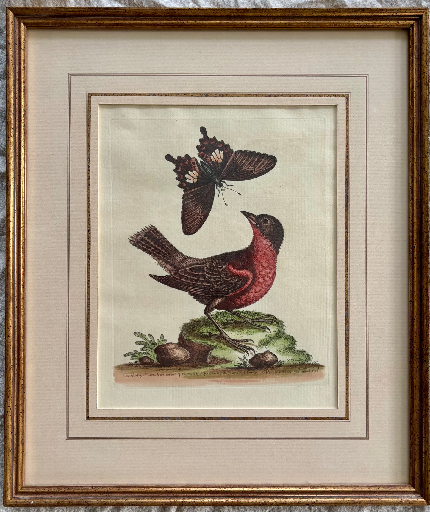 Two Framed Bird and Butterfly Engravings by George Edwards (British 1694-1773)