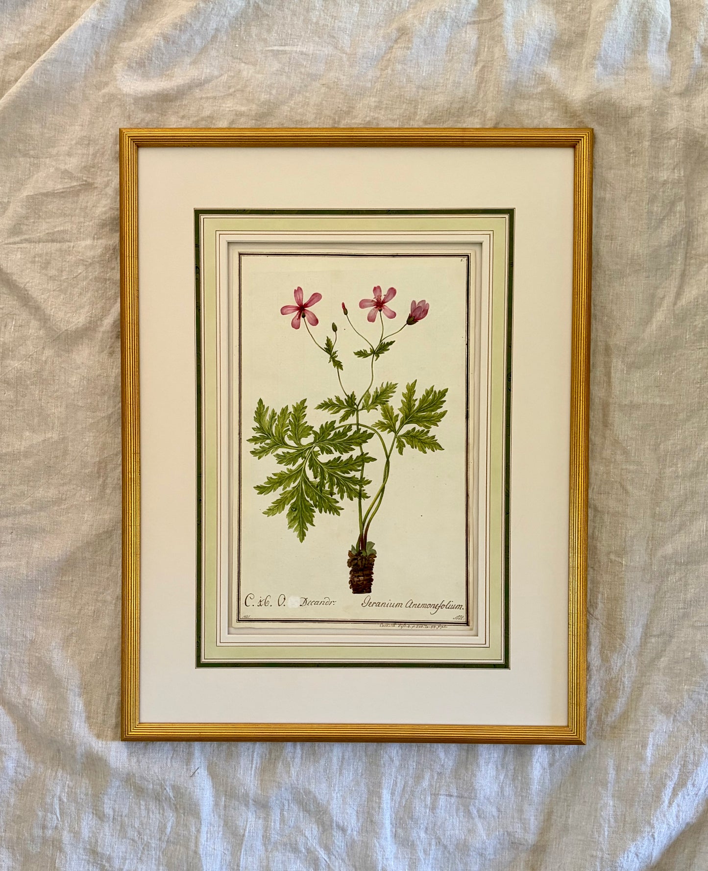 Early 19th Century Botanical Watercolor for Hortus Botanicus