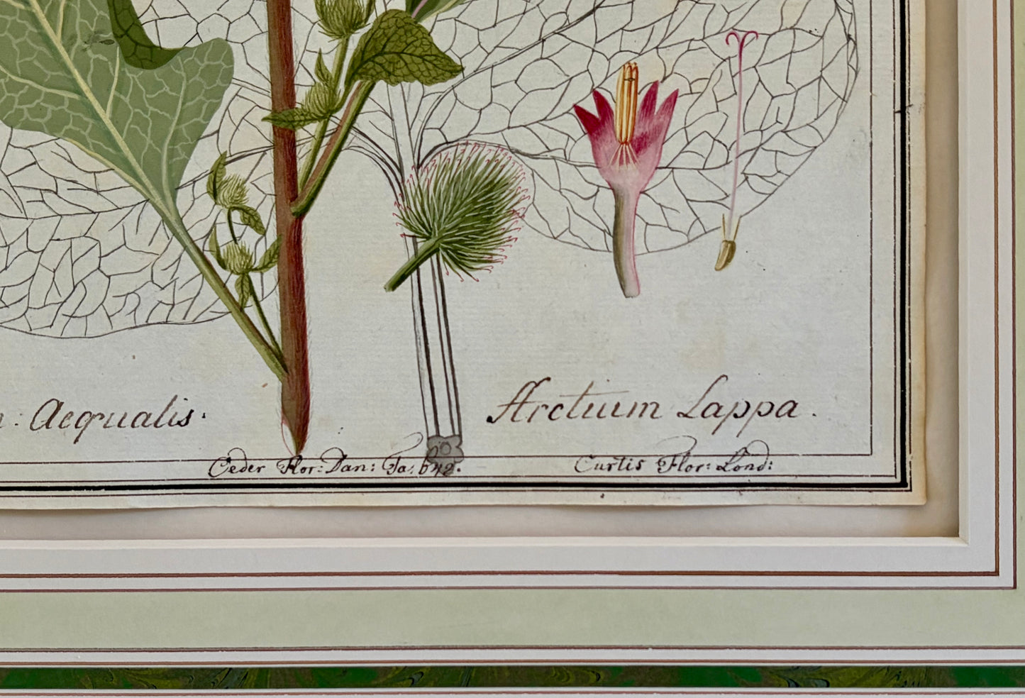 Early 19th Century Botanical Watercolor for Hortus Botanicus