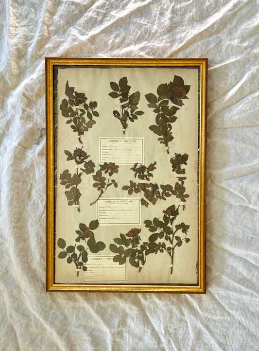 19th Century French Herbarium Plate of Roses