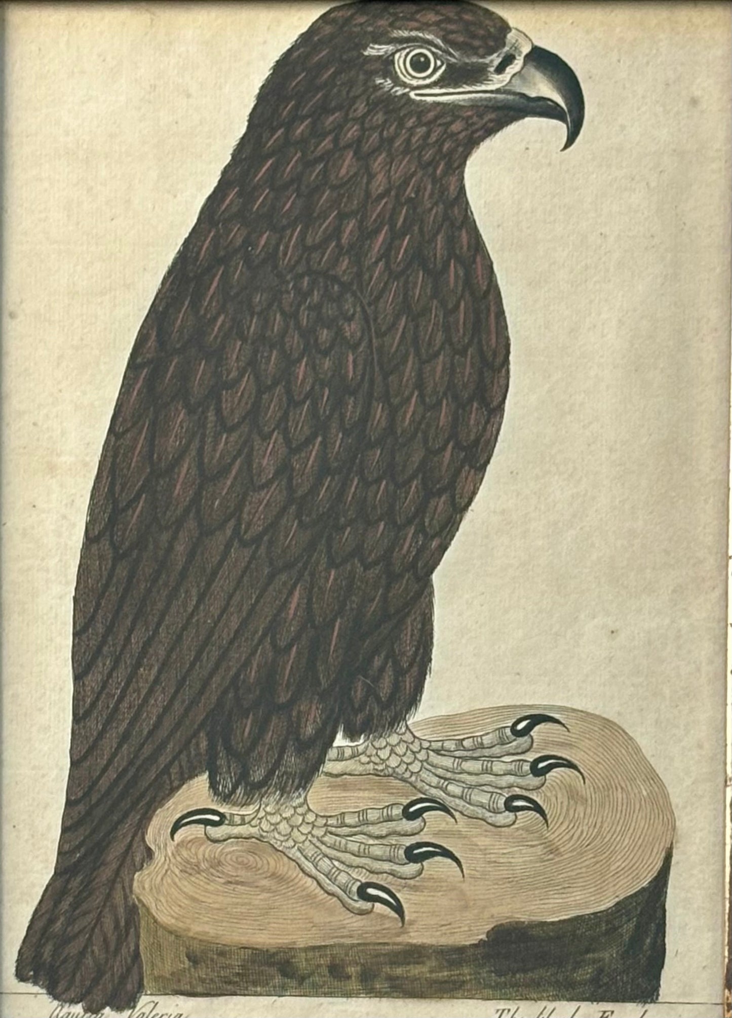 18th Century American Engraving of a Black Eagle