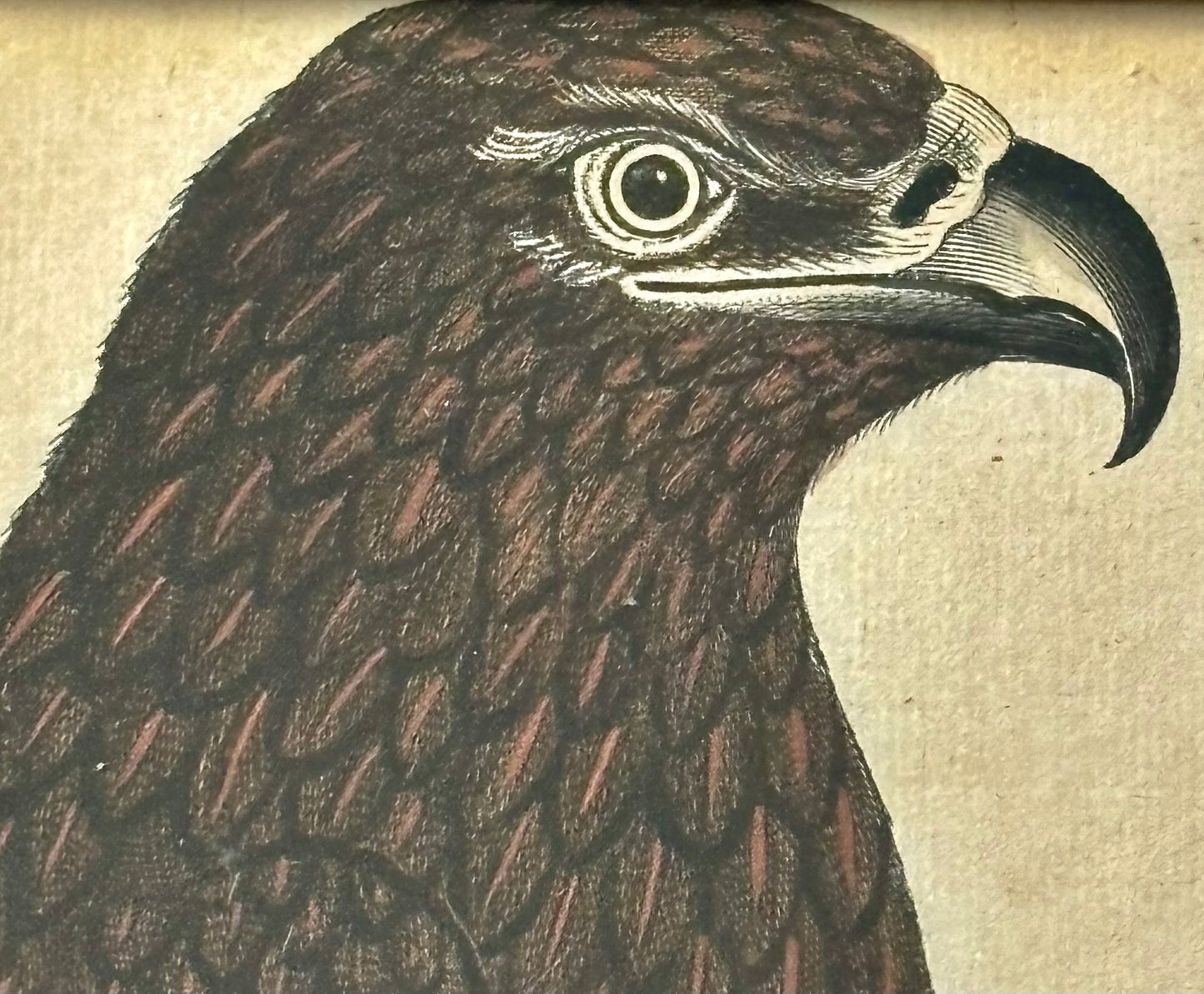 18th Century American Engraving of a Black Eagle