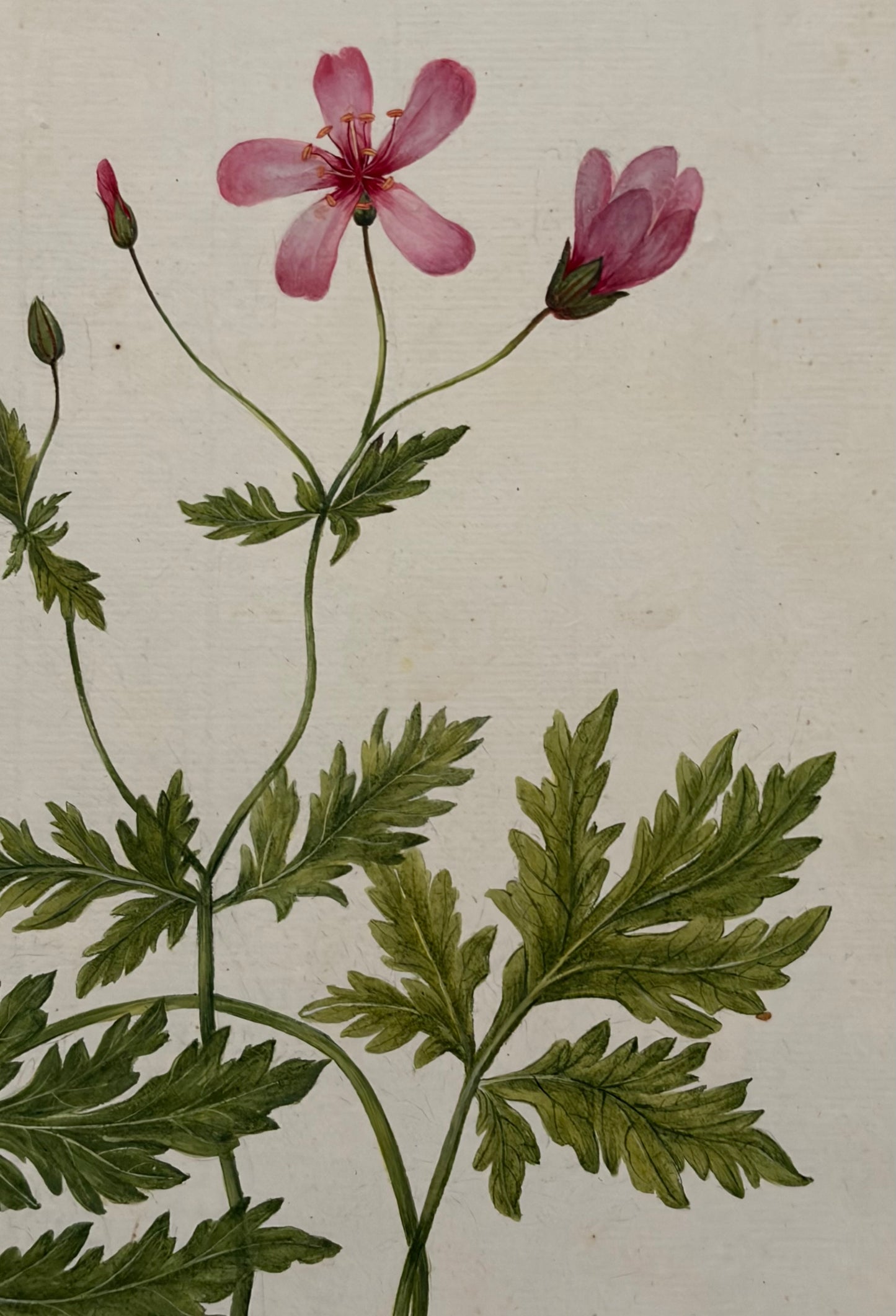 Early 19th Century Botanical Watercolor for Hortus Botanicus