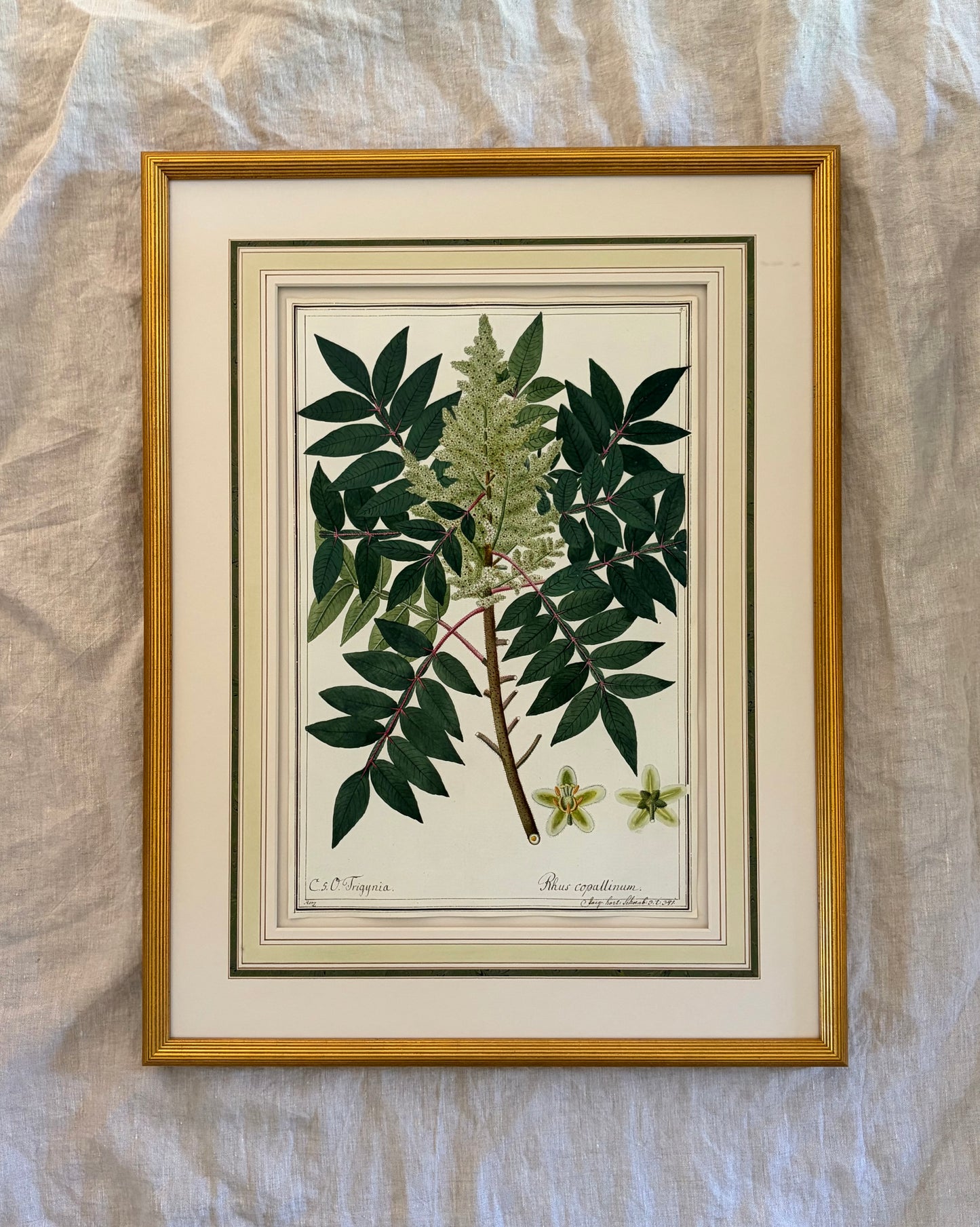 Early 19th Century Botanical Watercolor for Hortus Botanicus