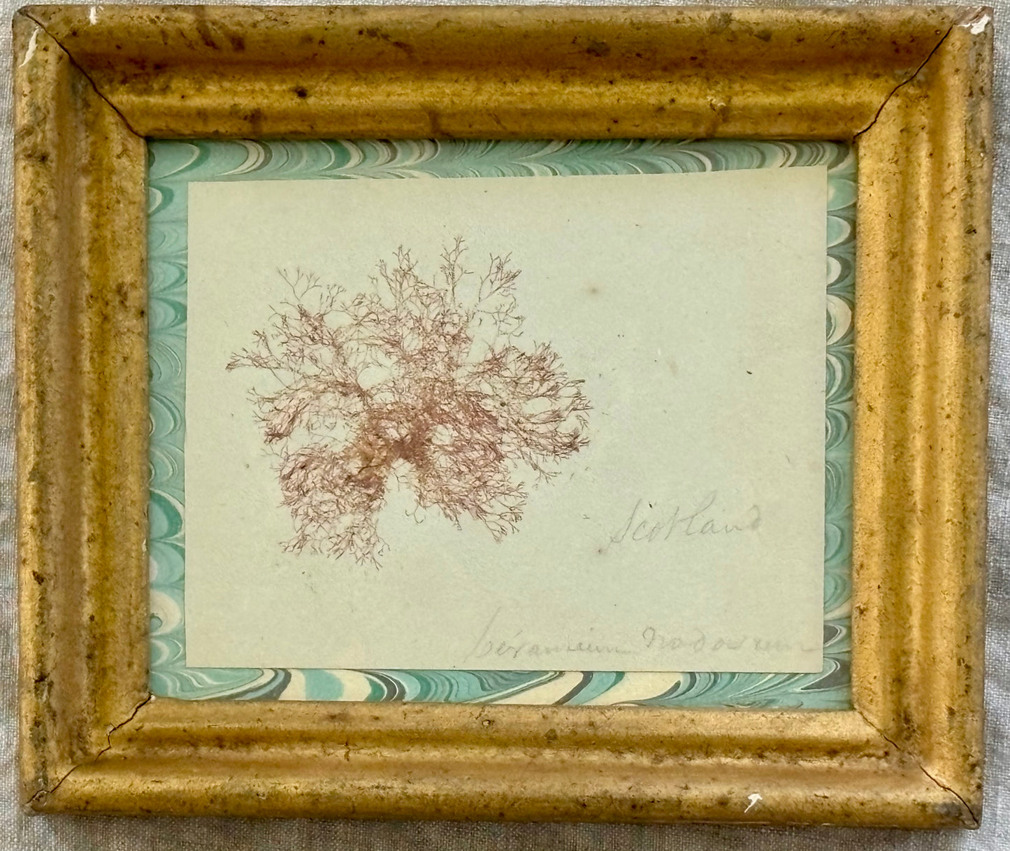 Hand Labeled Victorian Pressed Seaweed in a Period Frame