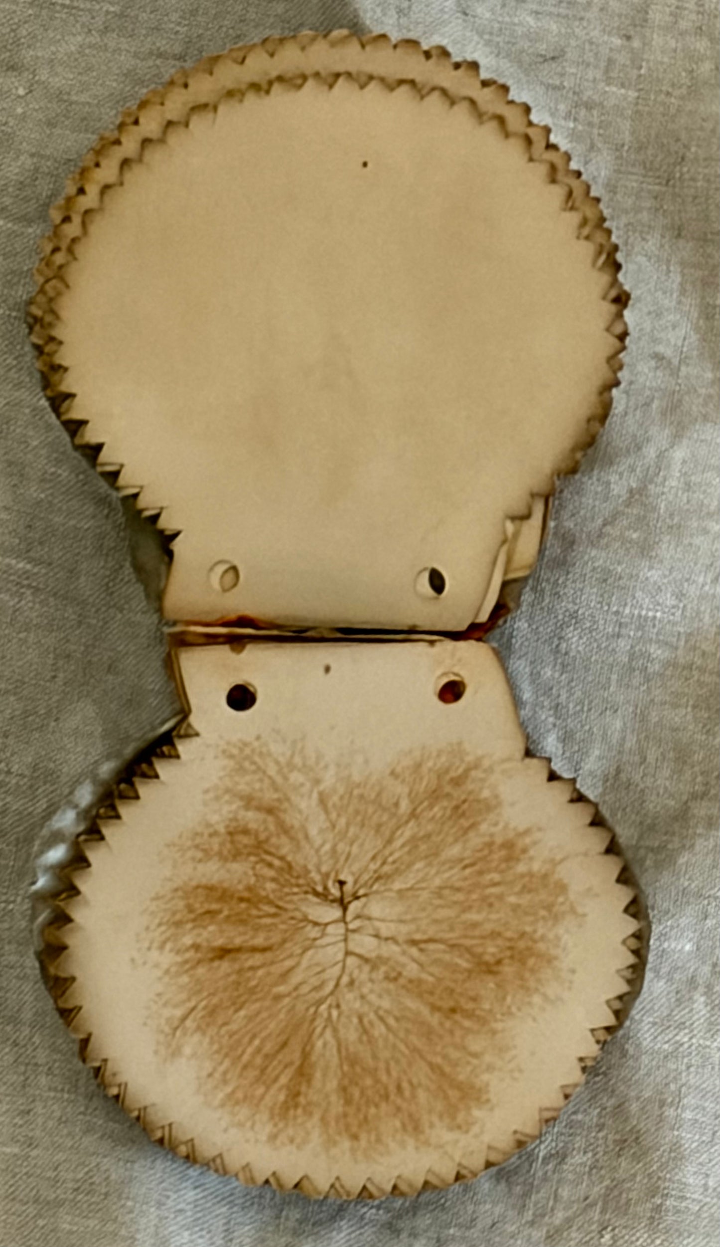 19th Century Pressed Seaweed Album in a Scallop Shell Binding