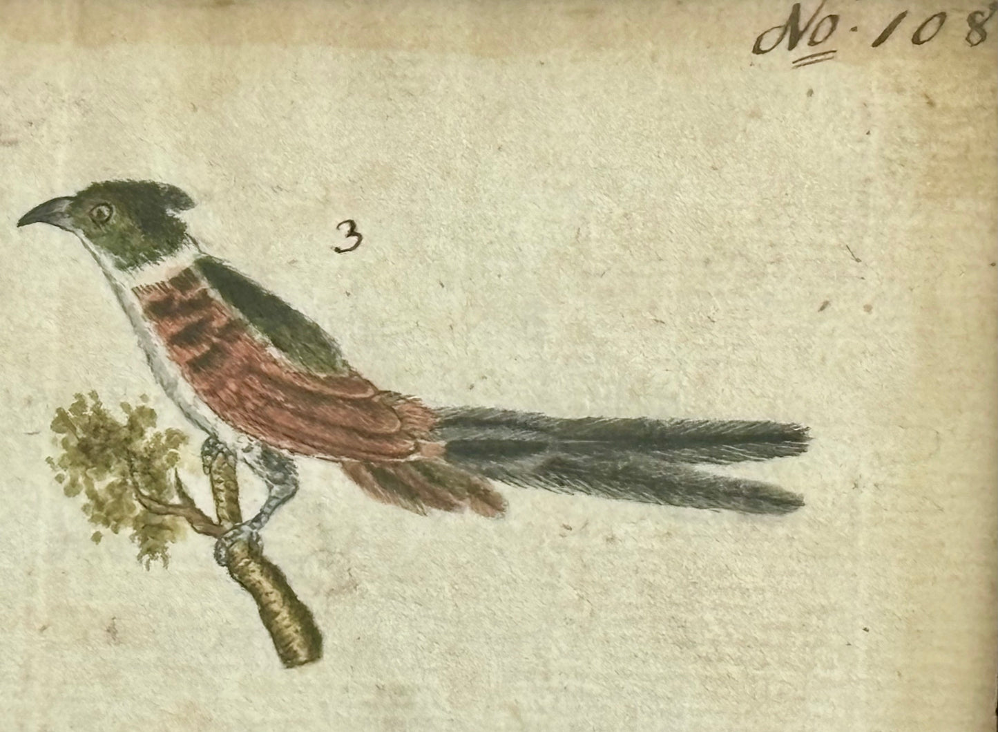 Delightful Early 19th Century Naturalist Watercolor of a Pheasant in a Black Forest Frame