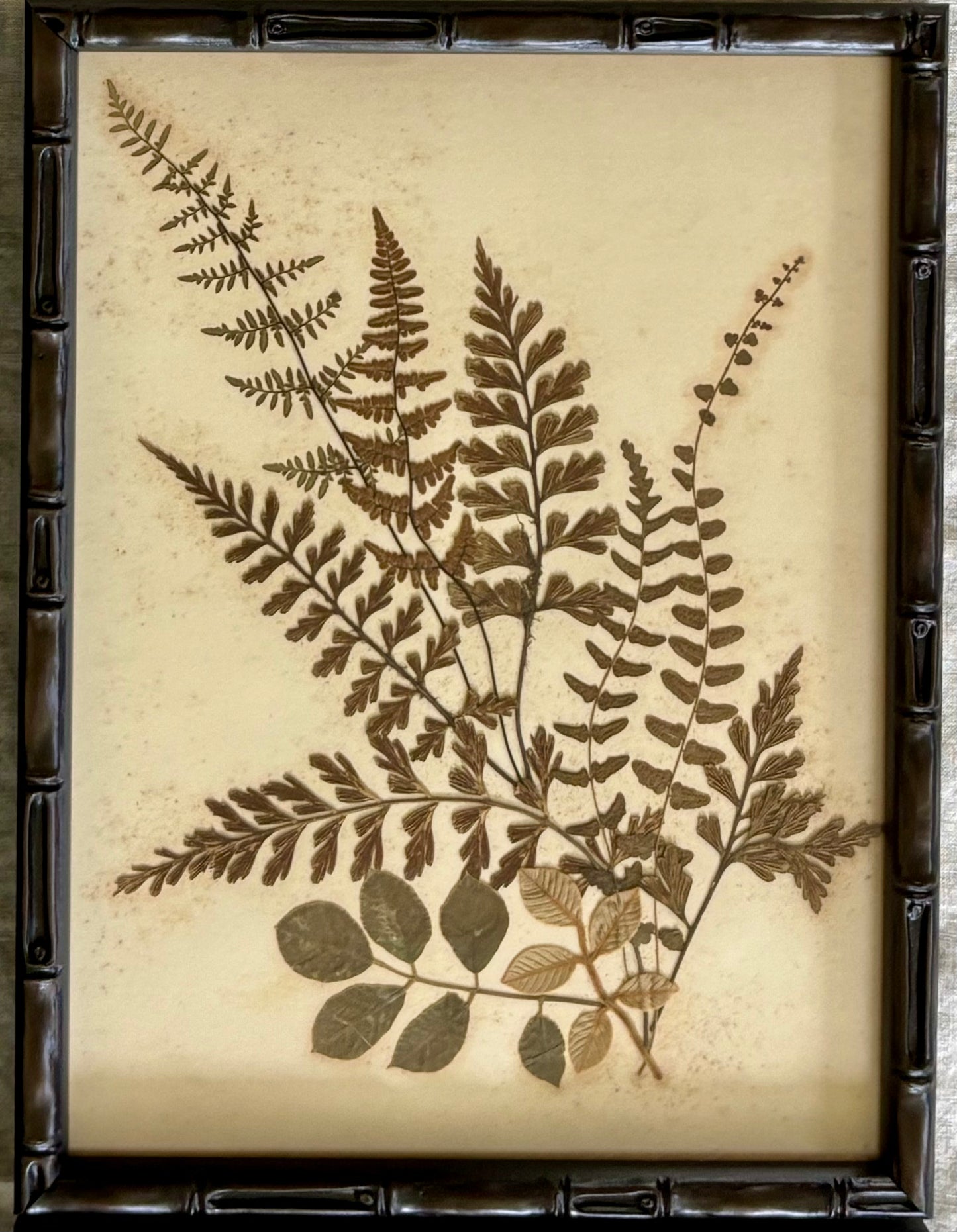 Framed Quartet of Victorian Pressed Ferns from "Ferns of Jamaica"
