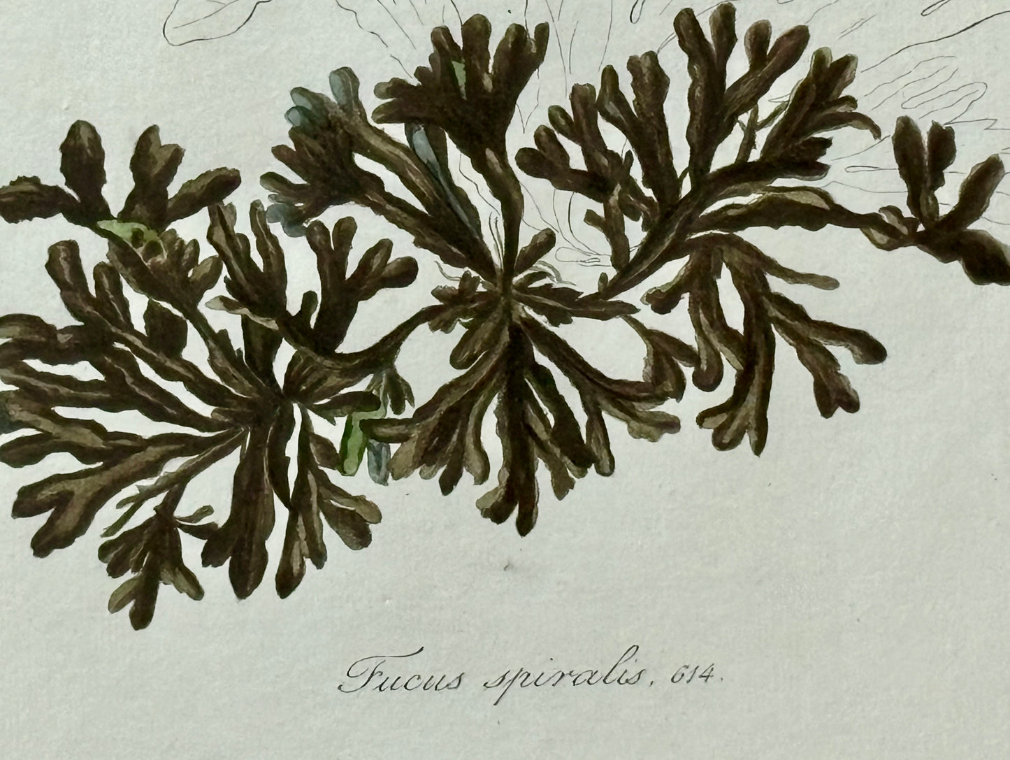 Dutch Naturalist Print of a Fucus Spiralis or Spiral Wrack Seaweed From the "Flora Batava"