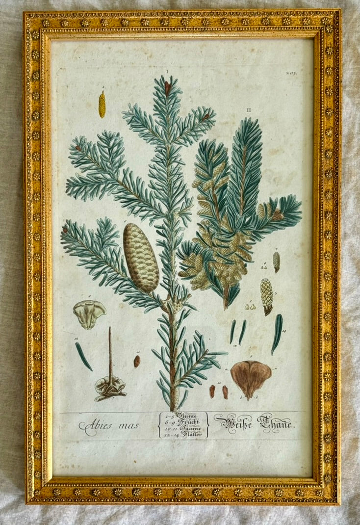 Framed 18th Century German Engraving of Elizabeth Blackwell's Silver Fir Illustration