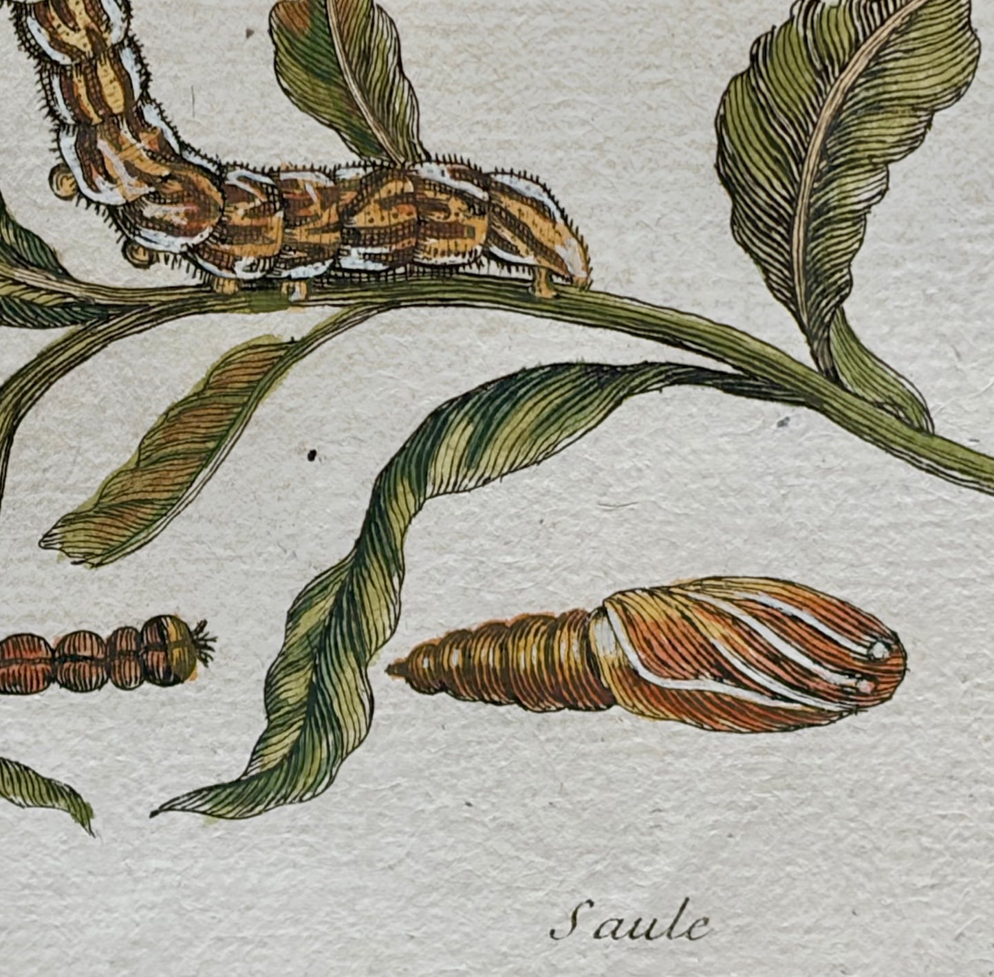 Pair of Maria Sibylla Merian Framed Engravings