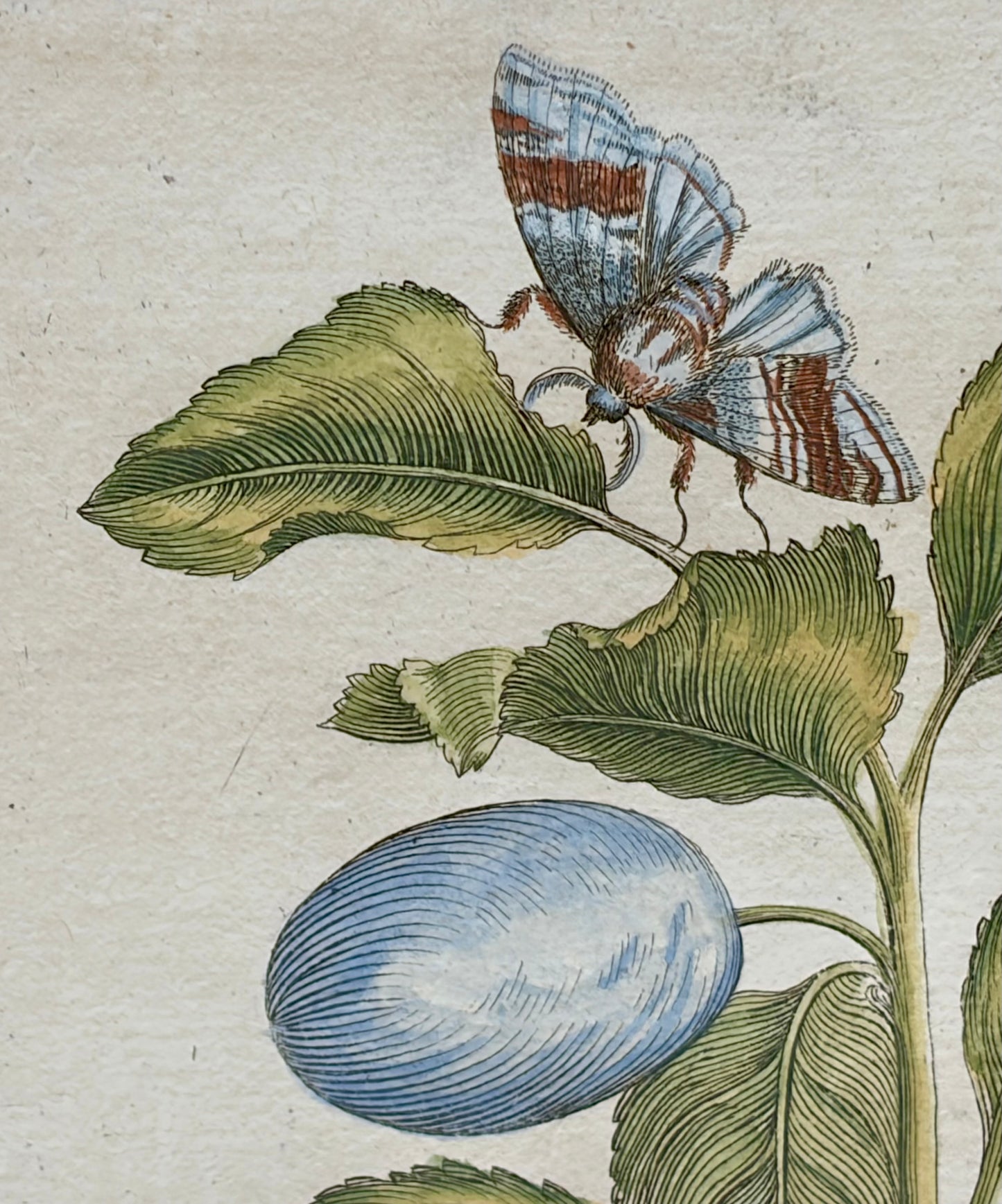 Pair of Maria Sibylla Merian Framed Engravings