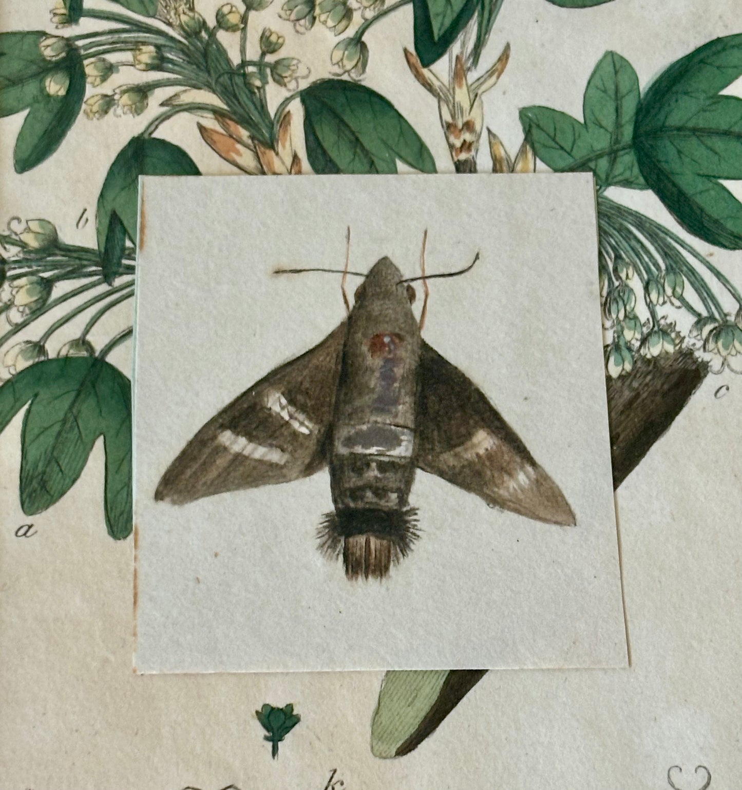 Small Early 19th Century Watercolor of a Moth Mounted on a Sowerby Engraving