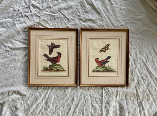 Two Framed Bird and Butterfly Engravings by George Edwards (British 1694-1773)