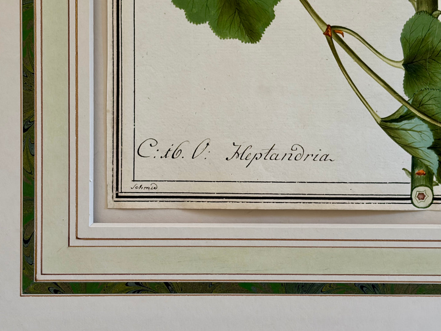 Early 19th Century Botanical Watrrcolor for Hortus Botanicus