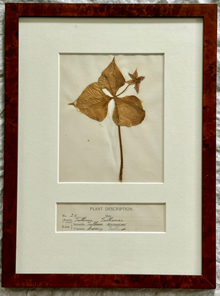 Early 20th Century Herbarium Specimen in Burl Frame