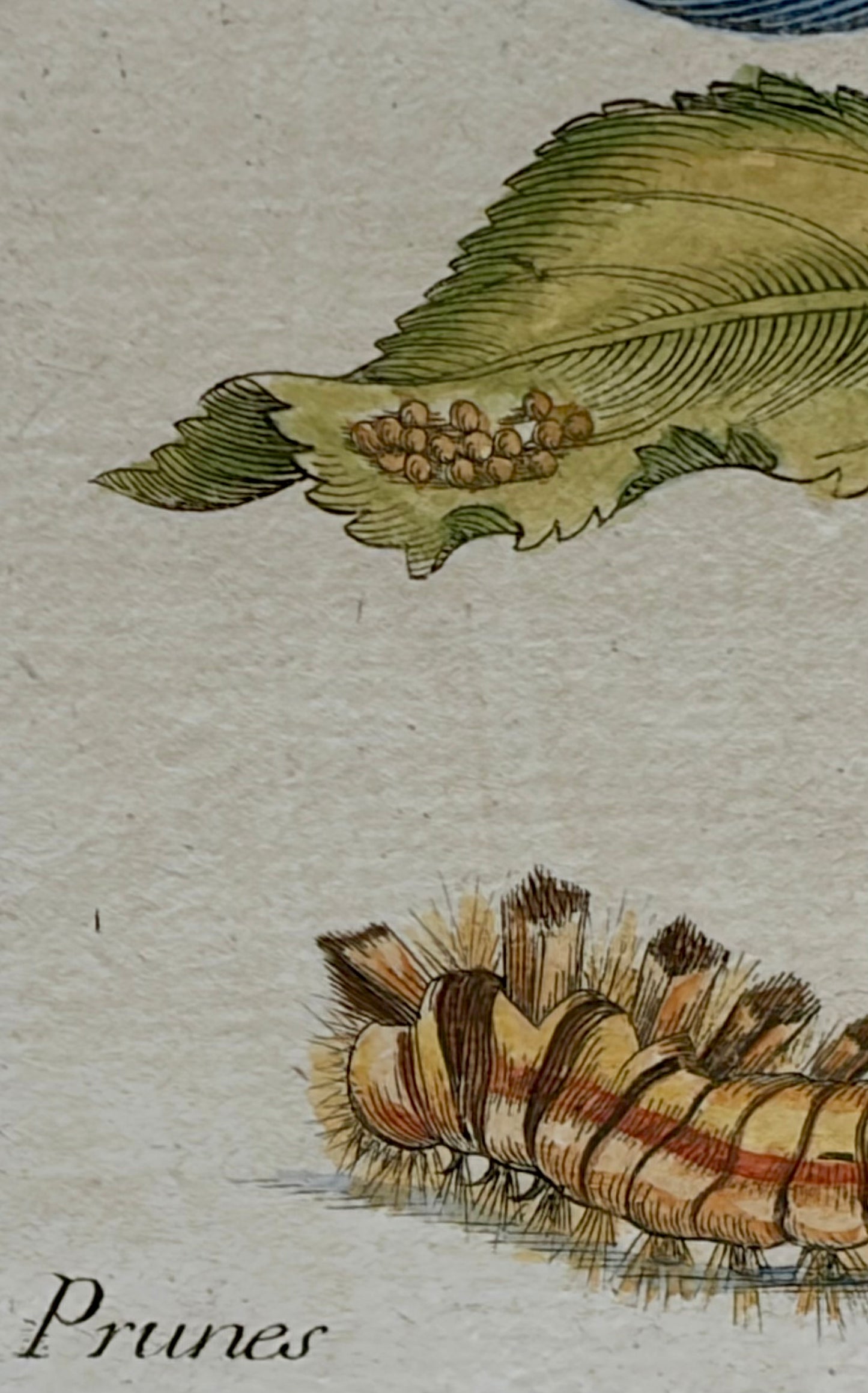 Pair of Maria Sibylla Merian Framed Engravings