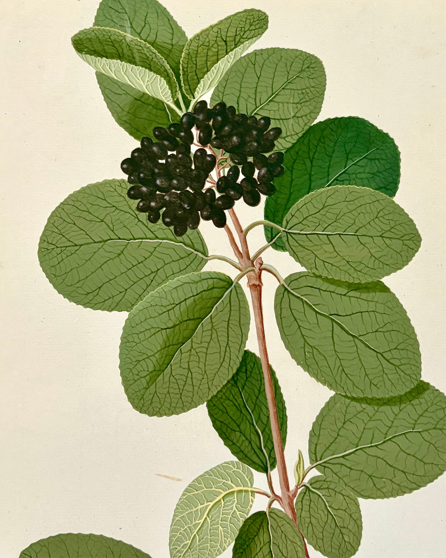 Early 19th Century Botanical Watercolor for Hortus Botanicus