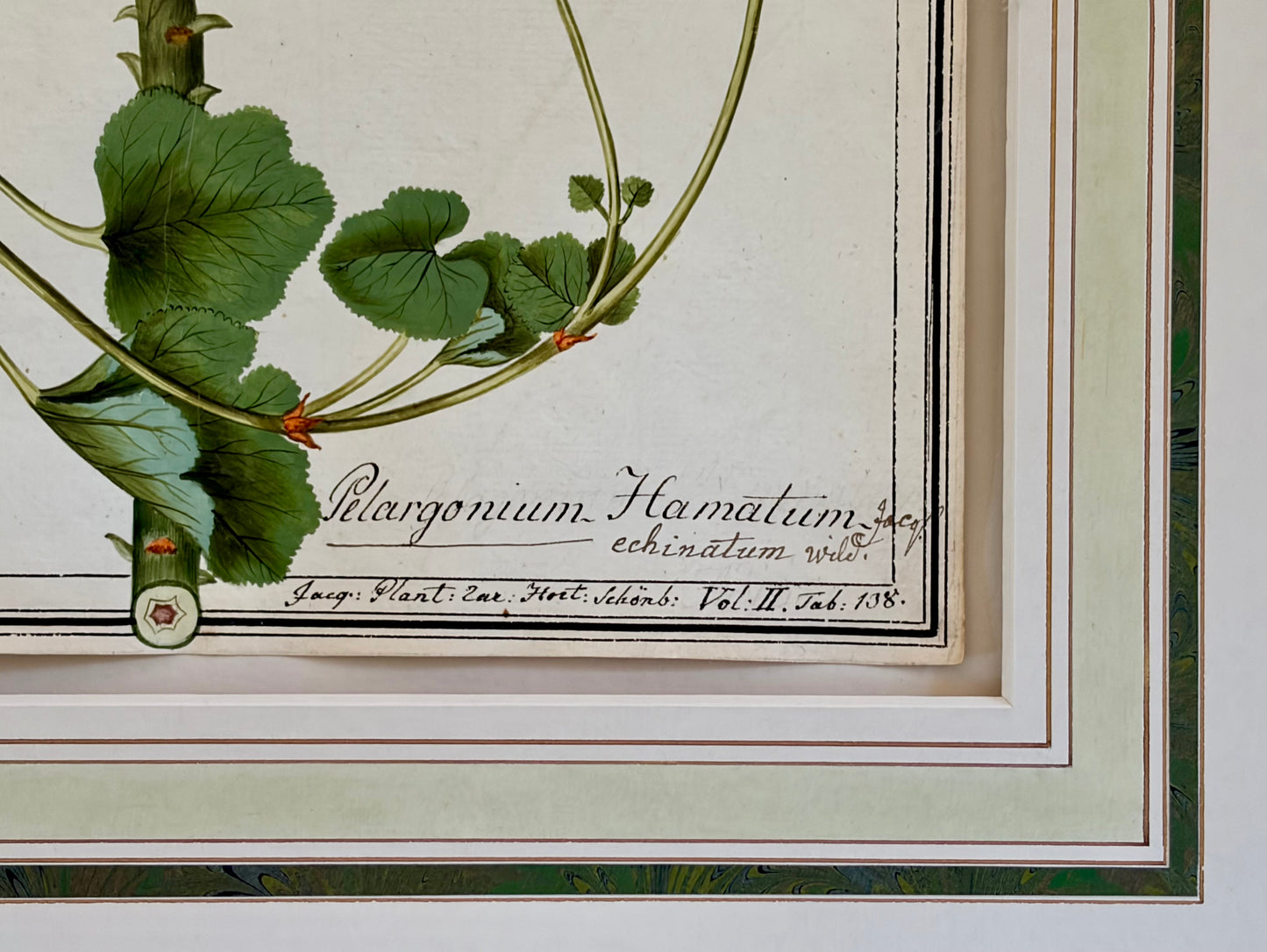 Early 19th Century Botanical Watrrcolor for Hortus Botanicus