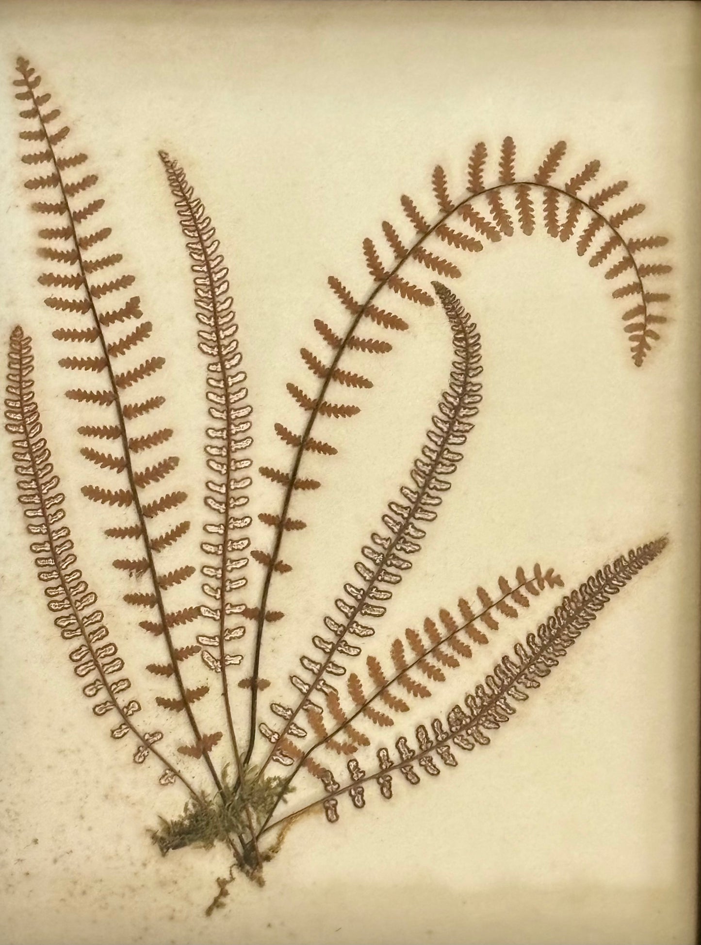 Quartet of Framed Victorian Pressed Ferns From "Ferns of Jamaica"