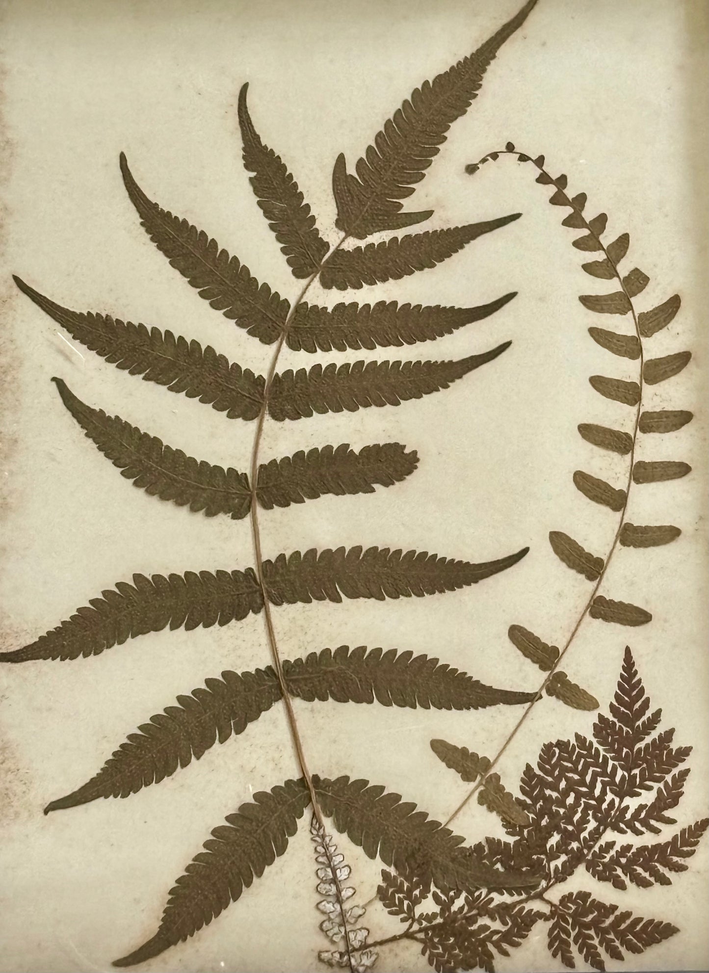 Quartet of Framed Victorian Pressed Ferns From a Scrapbook "Ferns of Jamaica"