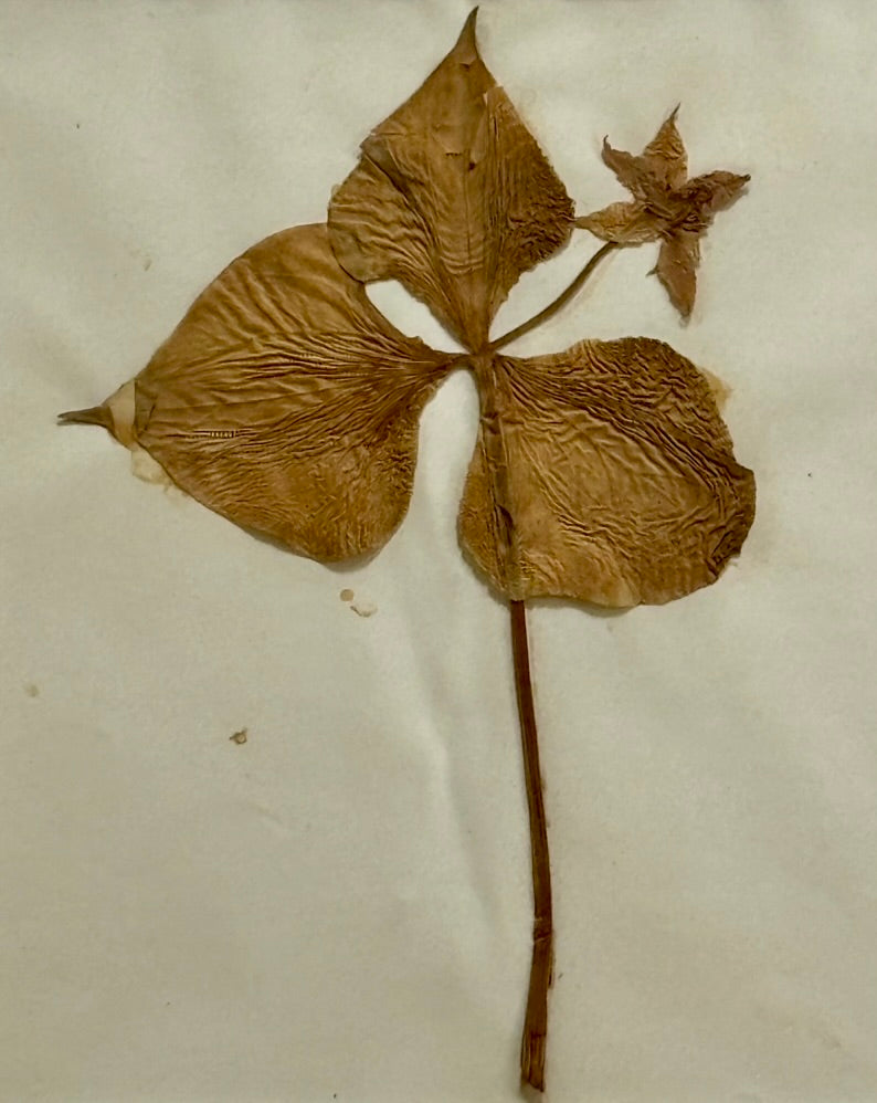 Early 20th Century Herbarium Specimen in Burl Frame